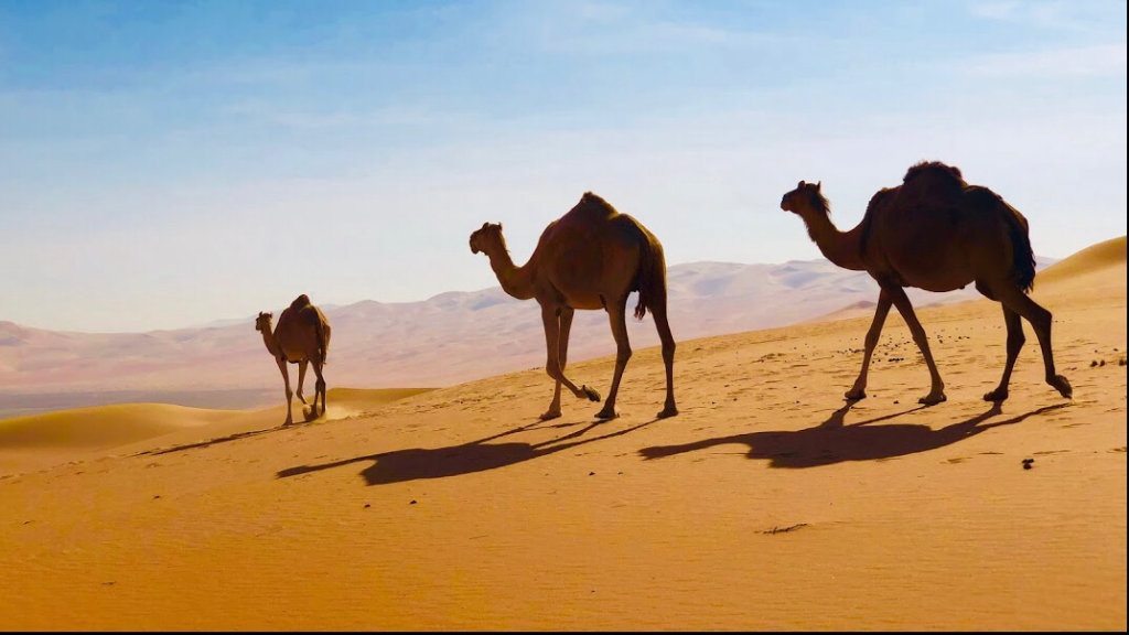 Liwa Adventure Tours & Safari LLC abu dhabi | FEW.ae