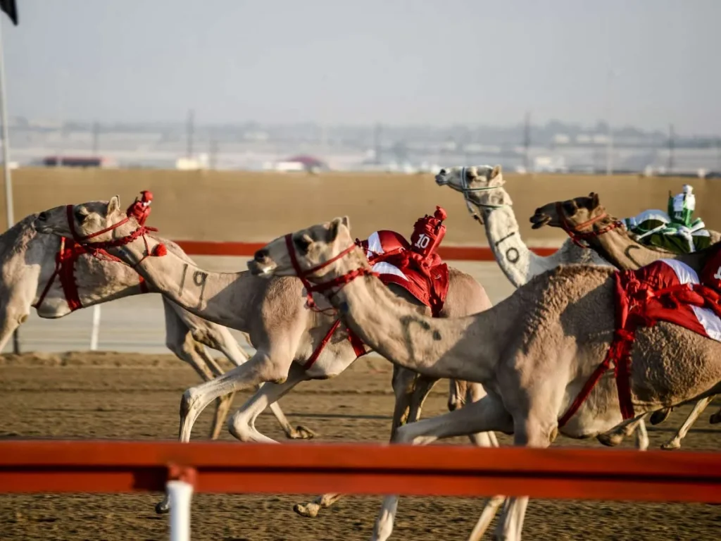 Where can you go to watch traditional camel racing in Dubai | FEW.ae