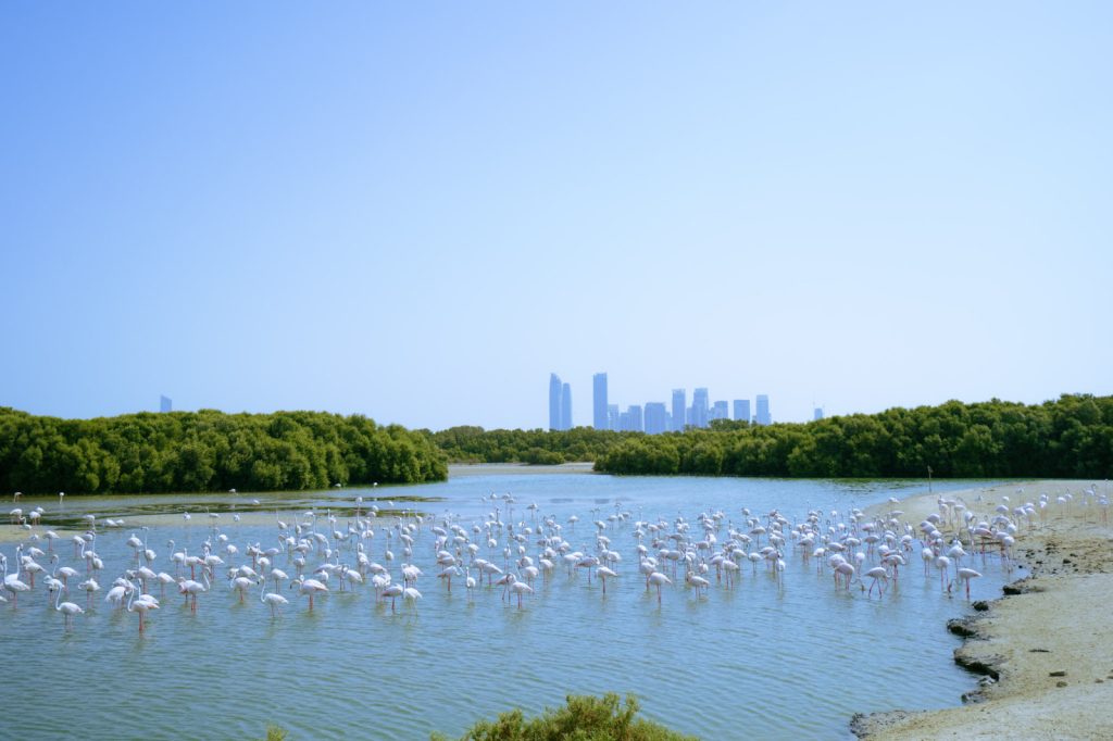 What are the best spots for birdwatching near Dubai1 | FEW.ae