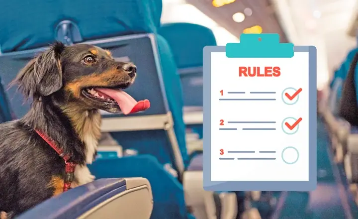 What are the pet import rules for Dubai1 | FEW.ae