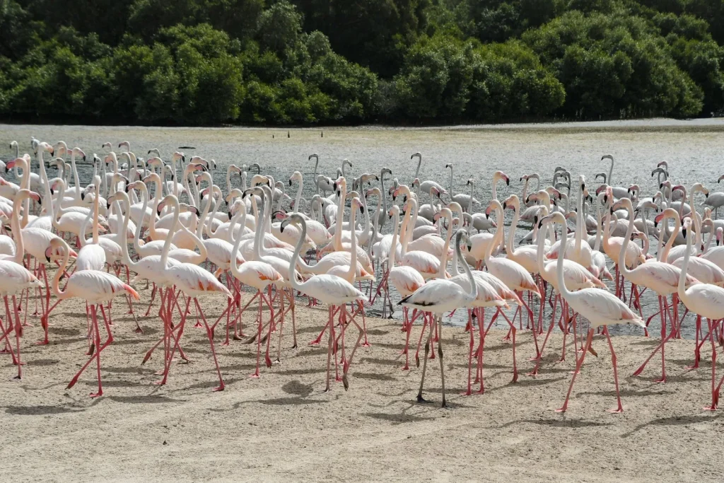Where can you spot beautiful flamingos while in Dubai1 | FEW.ae