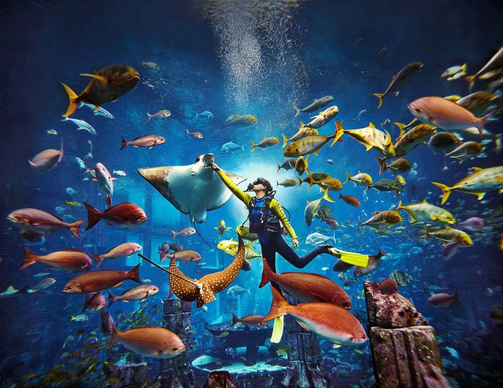 Where to learn professional scuba diving in Dubai | FEW.ae